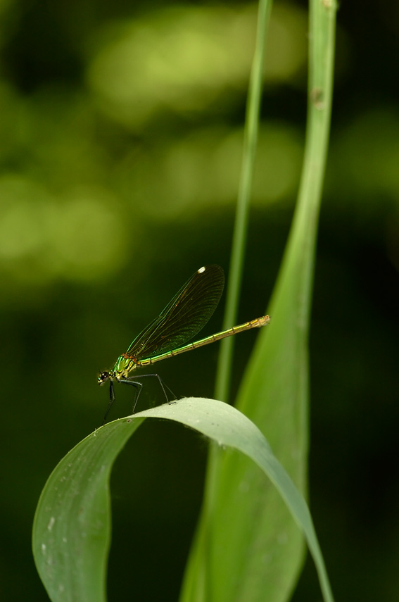 Calopteryx ....vari!?